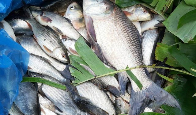 Panduan Praktis Membersihkan Ikan Bandeng agar Tidak Bau Lumpur dan Bebas Duri Halus