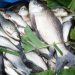 Panduan Praktis Membersihkan Ikan Bandeng agar Tidak Bau Lumpur dan Bebas Duri Halus