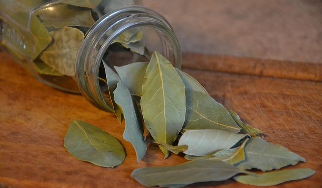 Jarang Diketahui Ini 5 Manfaat Daun Salam untuk Kesehatan Tubuh