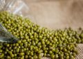 Rahasia Memasak Kacang Hijau agar Warnanya Tetap Hijau