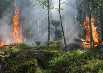 Kabut Asap Karhutla Membawa Petaka
