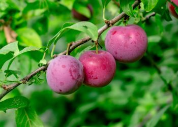 Simak Manfaat Buah Plum untuk Kesehatan dan Kecantikan Kulit yang Jarang Diketahui