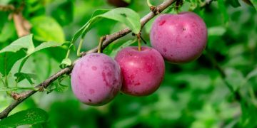 Simak Manfaat Buah Plum untuk Kesehatan dan Kecantikan Kulit yang Jarang Diketahui