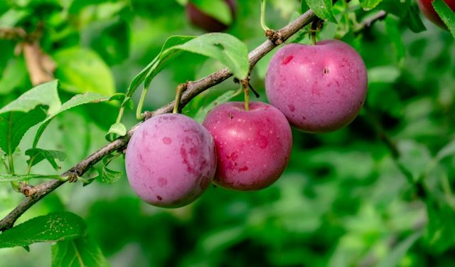 Simak Manfaat Buah Plum untuk Kesehatan dan Kecantikan Kulit yang Jarang Diketahui