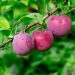 Simak Manfaat Buah Plum untuk Kesehatan dan Kecantikan Kulit yang Jarang Diketahui