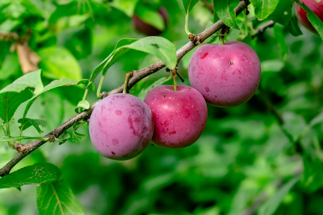 Simak Manfaat Buah Plum untuk Kesehatan dan Kecantikan Kulit yang Jarang Diketahui
